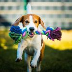 Beagle dog runs in garden towards the camera with colorful toy. Sunny day dog fetching a toy